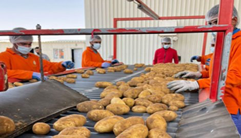 UAE company ramps up potato production